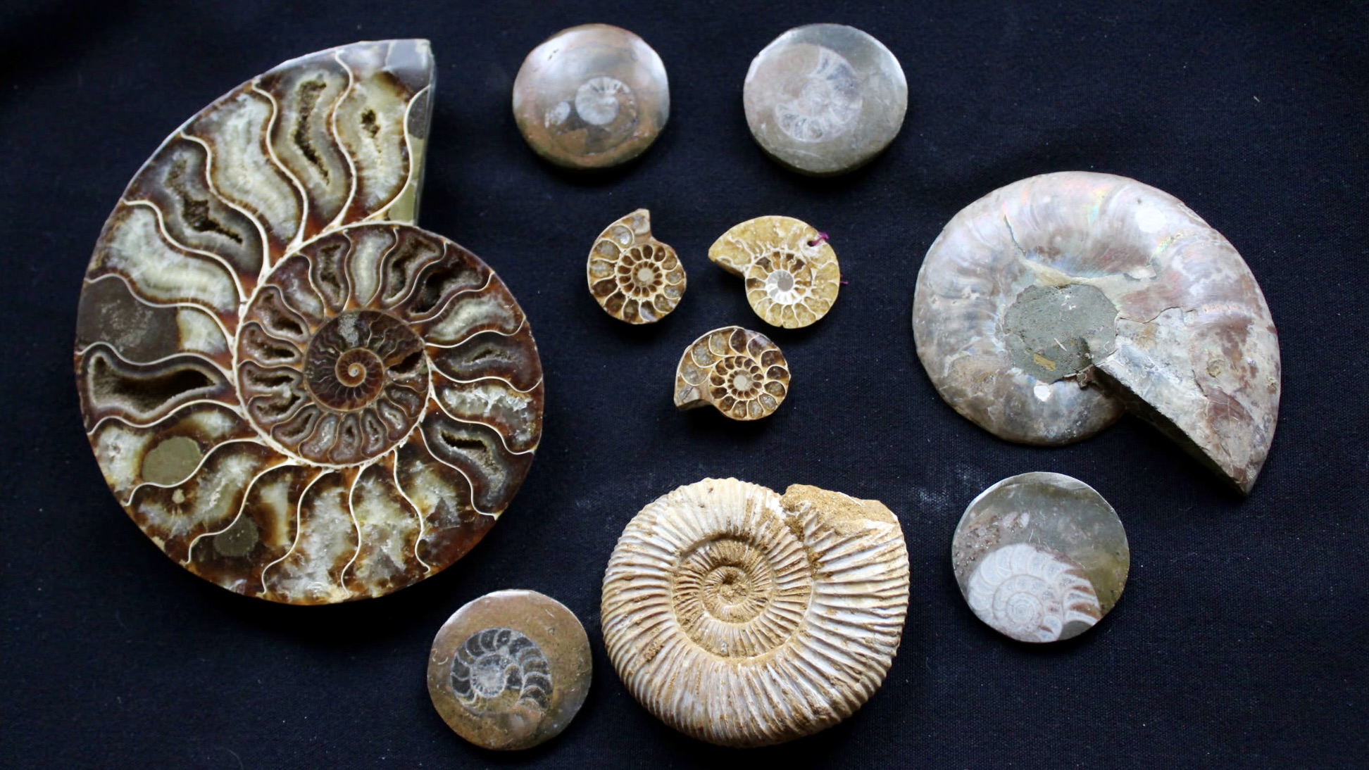 image of ammonites of various size and colors on a black background