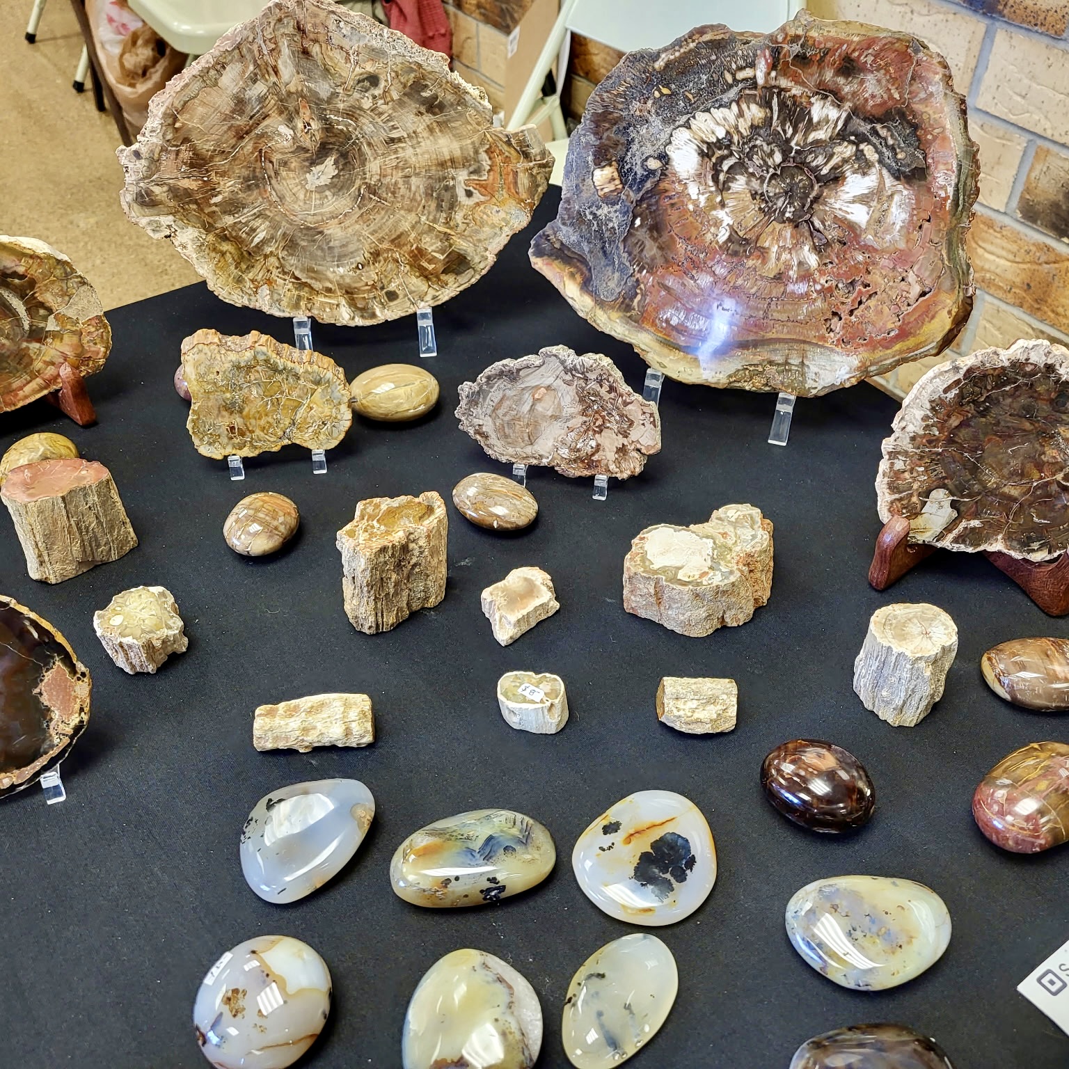image of various types of rocks and fossils displayed on a table